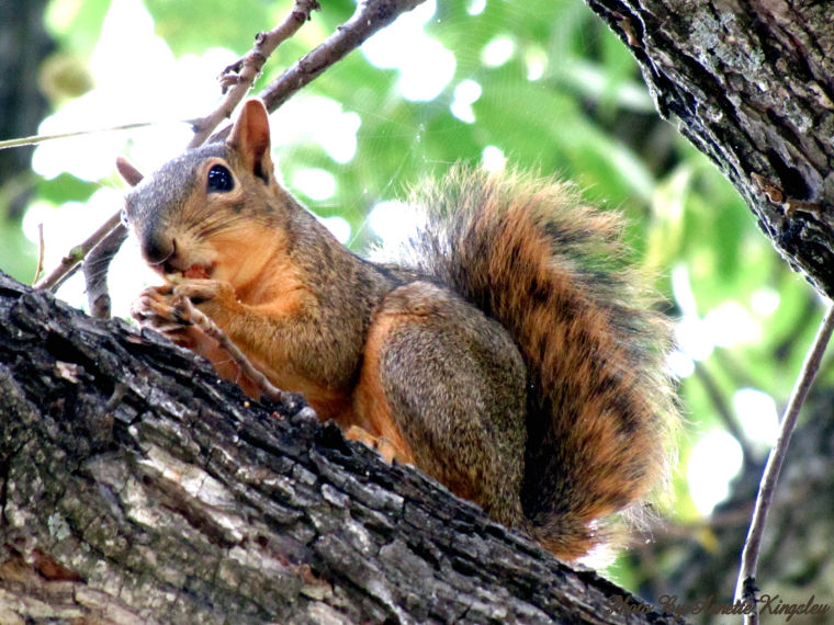 A little Nuts